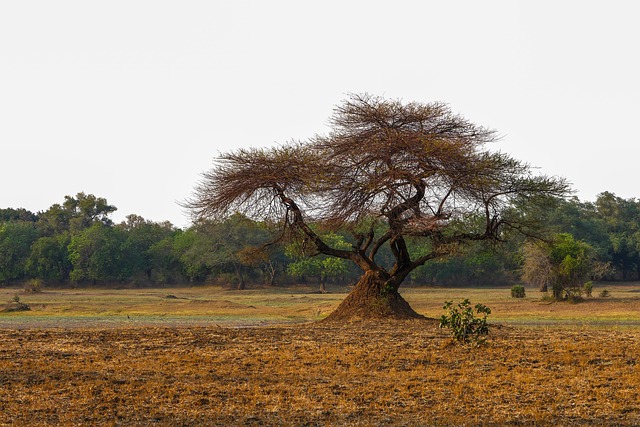 Marilari Tree